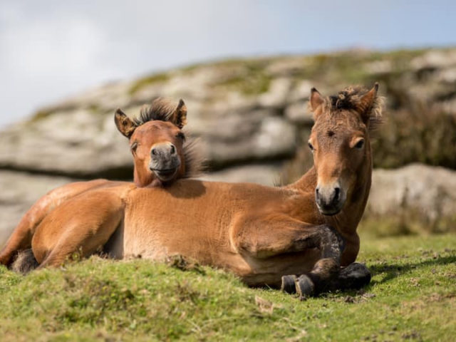 Dartmoor-pony