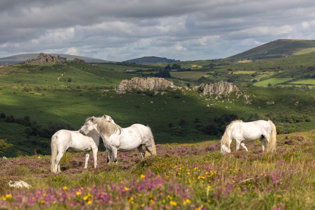 Ponies on Dartmoor
