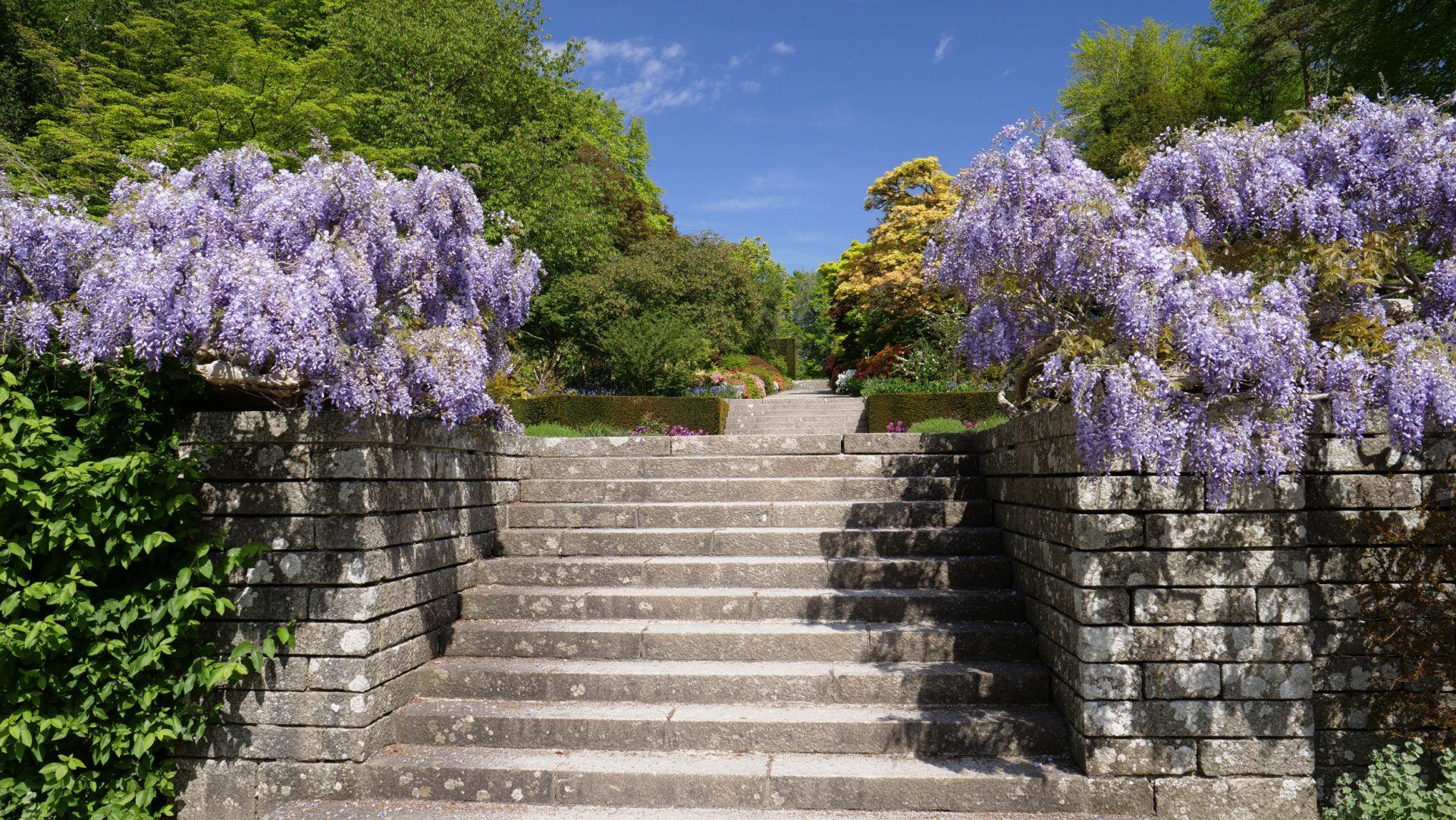 Wisteria in bloom at Castle Drogo