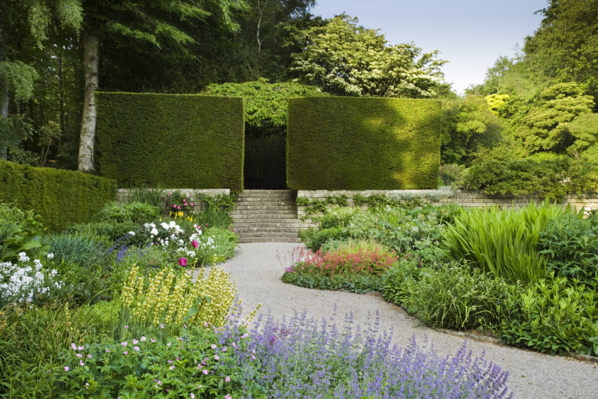 Gravel path with flower beds either side. At the end of the path are steps and two square shaped hedges and large trees in the background.