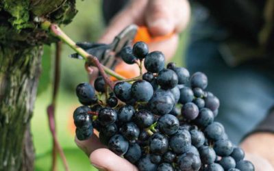 Rondo grapes - Dartmoor vineyard