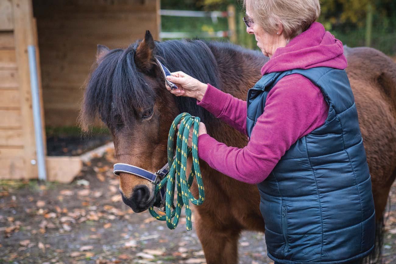 Dartmoor Pony Heritage Trust