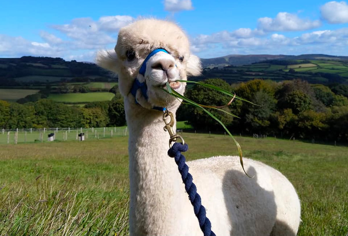 Lakemoor Alpacas Of Dartmoor