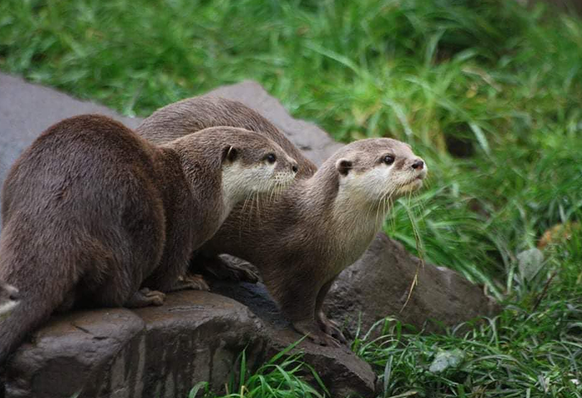 Otters & Butterflies