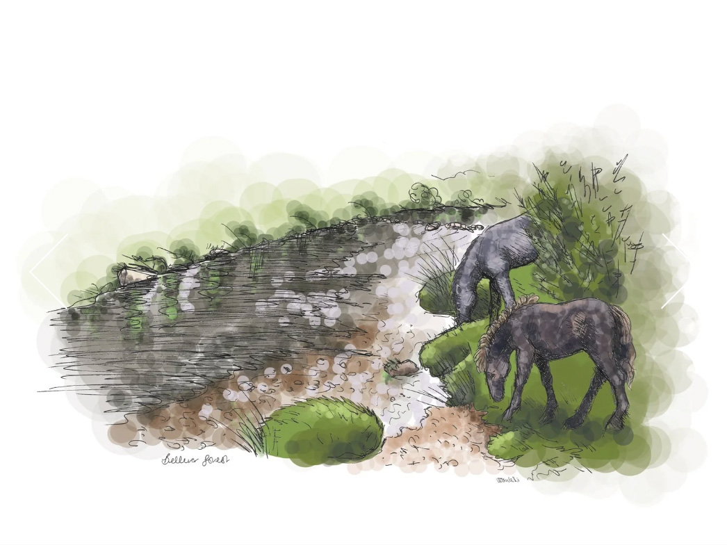 Dartmoor Ponies Grazing at Bellever