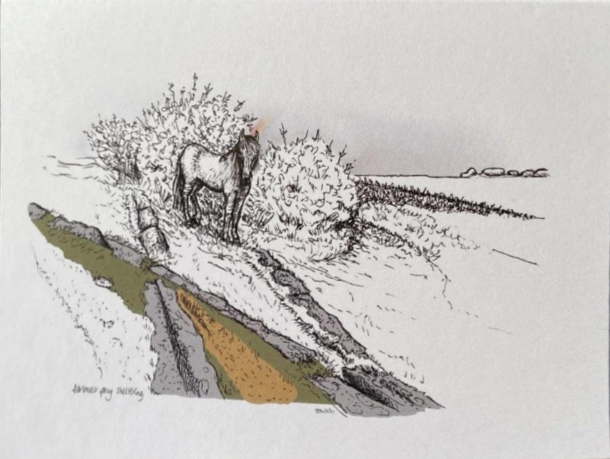 Pony Sheltering on Granite Tramway