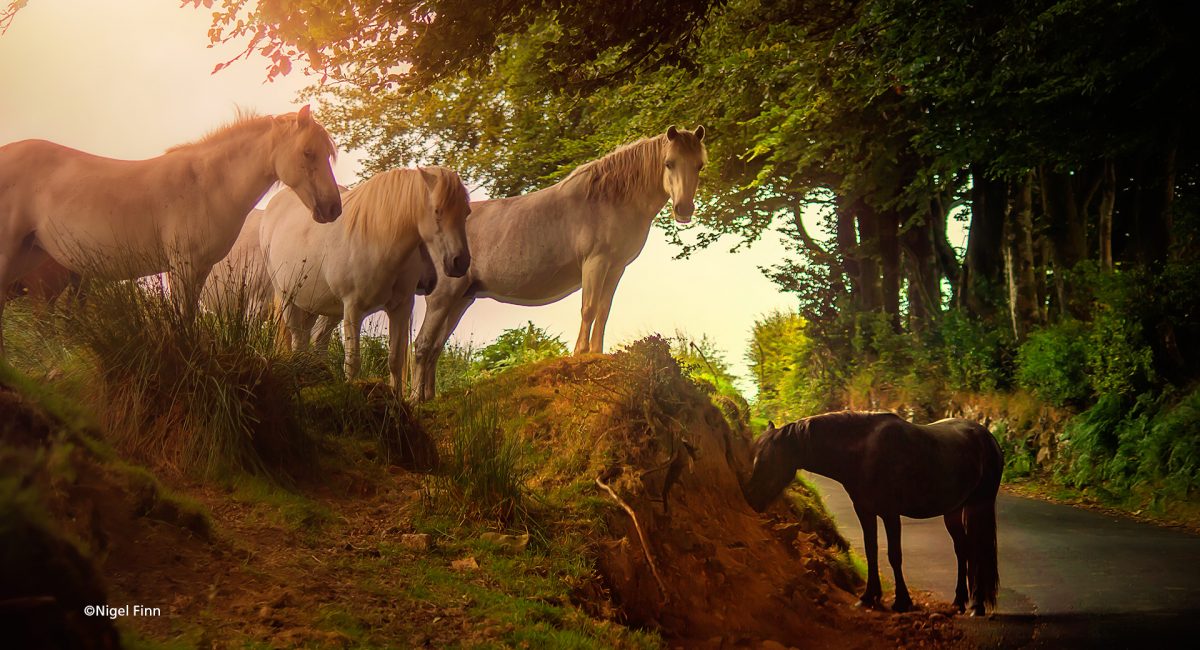 Dartmoor Ponies