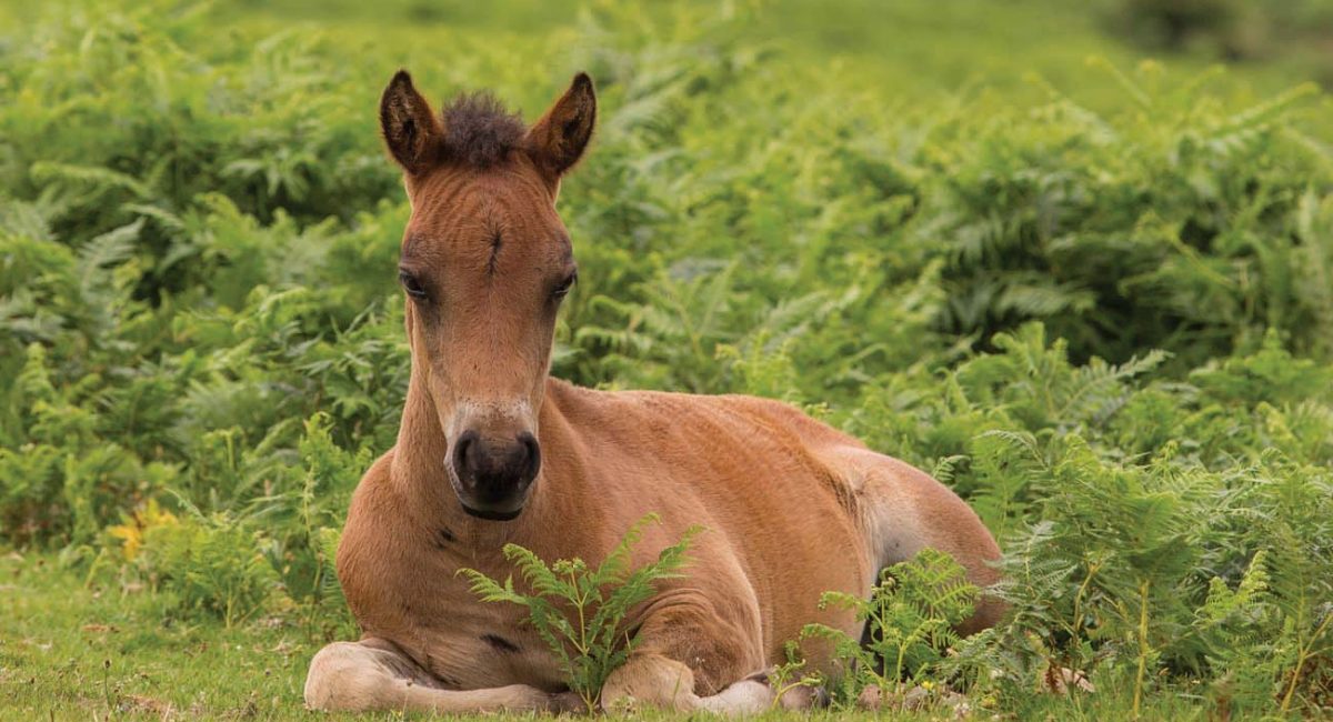 Pony-foal